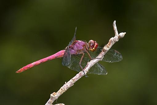 Some dragonflies-carmine-skimmer1.jpg