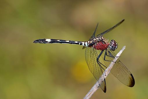 Some dragonflies-checkered-setwing1.jpg