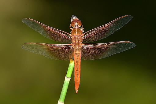 Some dragonflies-flame-skimmer3.jpg