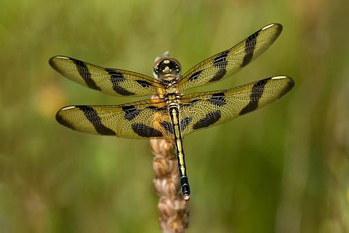 Some dragonflies-halloween-pennant1.jpg