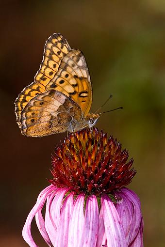 Some butterflies-varigated-fritillary1.jpg