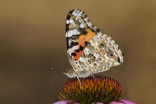 Some butterflies-painted-lady1.jpg