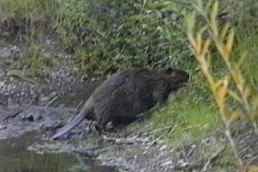 Yellowstone river otters-gtbeaver2.jpg