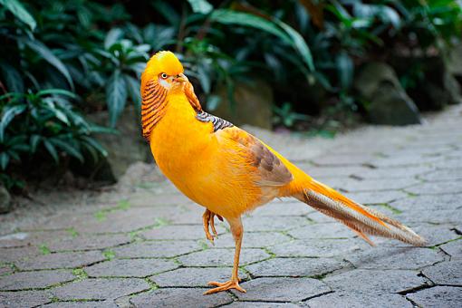 Birds in a Conservatory -1-golden-chinese-pheasant-2934.jpg