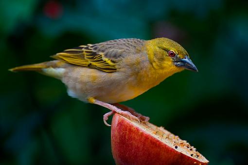 Birds in a Conservatory -1-unknown-bird_2%3D3066.jpg