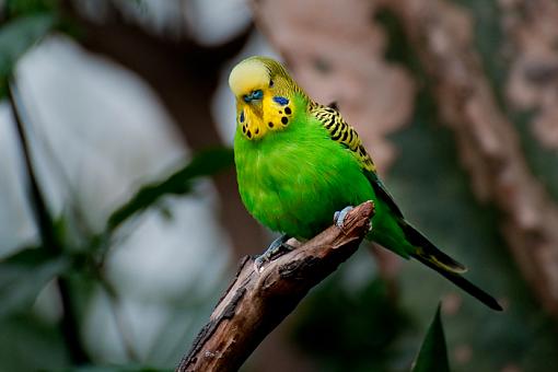 Birds in a Conservatory -1-unknown-bird_4%3D3066.jpg