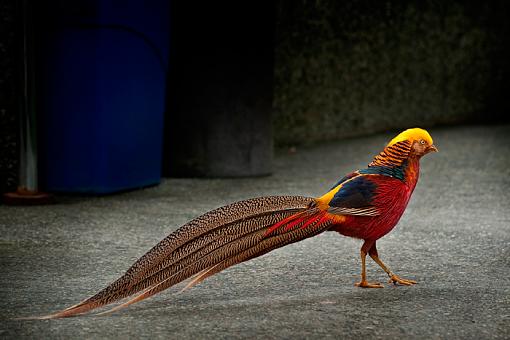 Birds in a Conservatory - 2-unknown-bird_6%3D3066.jpg