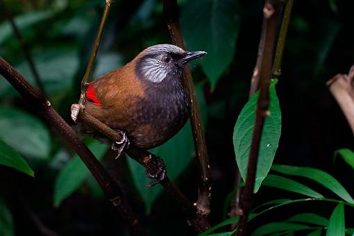 Birds in a Conservatory - 2-unknown-bird_7%3D3066.jpg