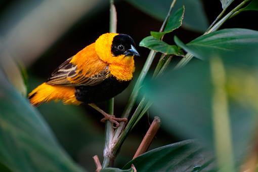 Birds in a Conservatory - 2-unknown-bird_8%3D3066.jpg