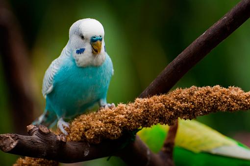 Birds in a Conservatory - 2-unknown-bird_10%3D3066.jpg