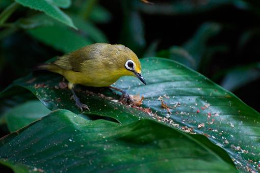 Birds in a Conservatory -3-unknown-bird_11%3D3066.jpg