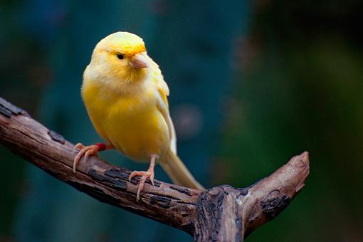 Birds in a Conservatory -3-unknown-bird_12%3D3066.jpg