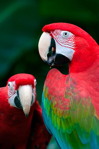 Birds in a Conservatory -3-unknown-bird_15%3D3066.jpg