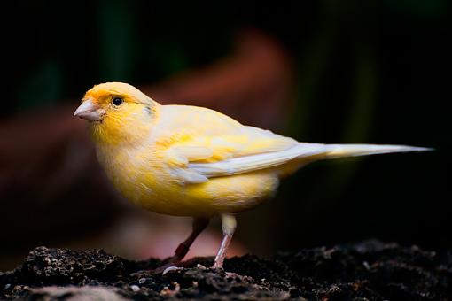 Birds in a Conservatory -3-unknown-yellow-bird_3066.jpg