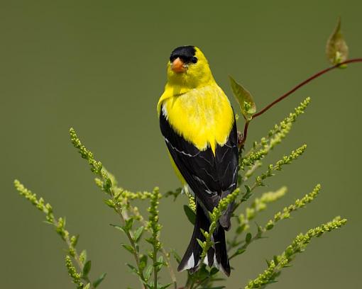 Goldfinch surprise-august-8-finch-1-1-.jpg