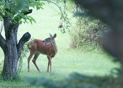 Two deer this morning...-dsc09629.jpg