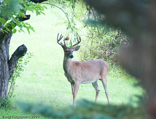 Two deer this morning...-dsc09626.jpg