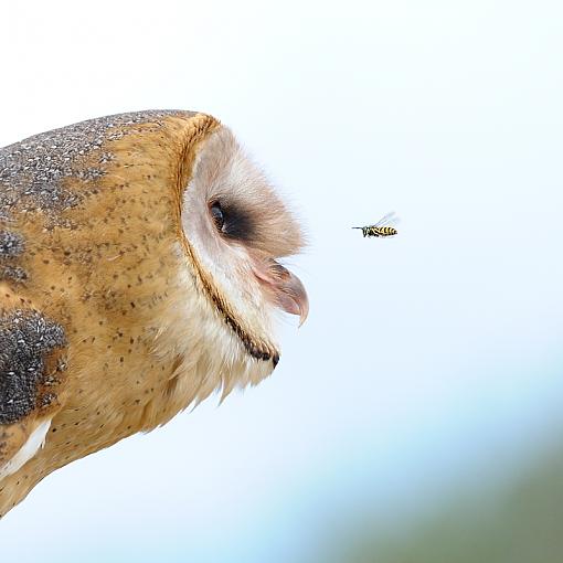 Face Off-barn-owl-bee_8320.jpg