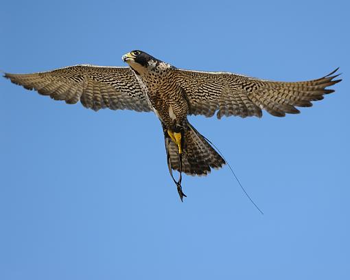 From a raptor show-peregrine-falcon-demo-flight-_8474.jpg