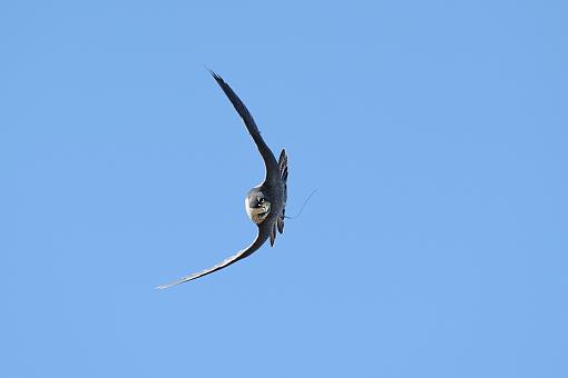 From a raptor show-peregrine-falcon-flying-1_8468_1.jpg