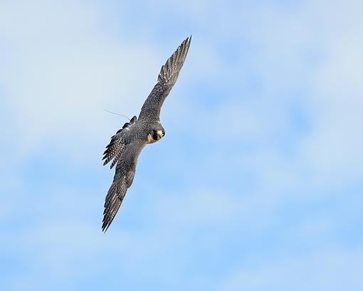 From a raptor show-peregrine-falcon-flying-3_8472_1.jpg