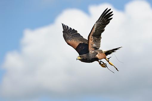 From a raptor show-harris-hawk-flight-8386.jpg