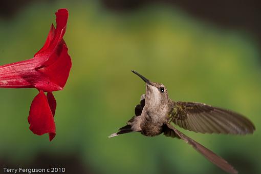 Today's hummingbirds-dsc09876.jpg