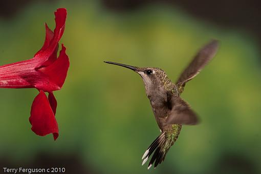 Today's hummingbirds-dsc09877.jpg