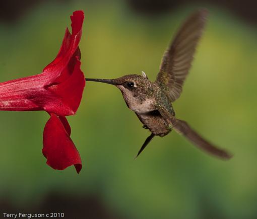 Today's hummingbirds-dsc09879.jpg