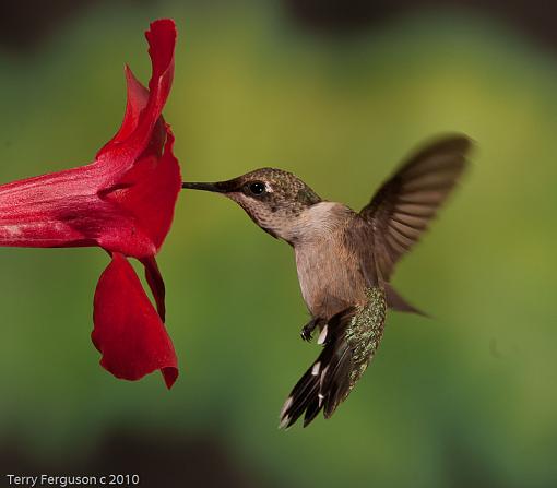 Today's hummingbirds-dsc09880.jpg