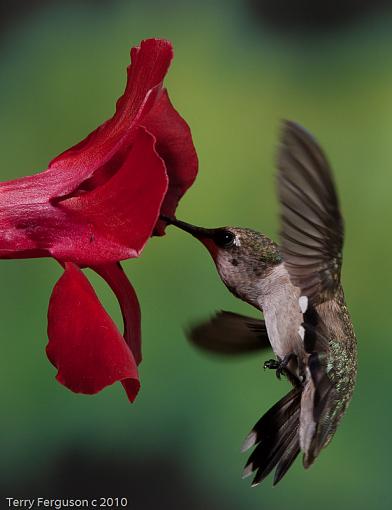 Today's hummingbirds-dsc09882.jpg