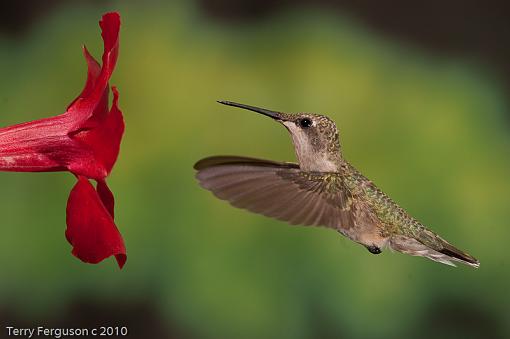 Today's hummingbirds-dsc09875.jpg