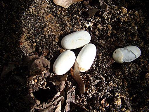 Eggs any ID idea?-eggs-iris-bed.jpg