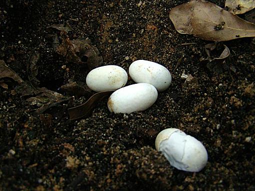 Eggs any ID idea?-eggs-iris.jpg