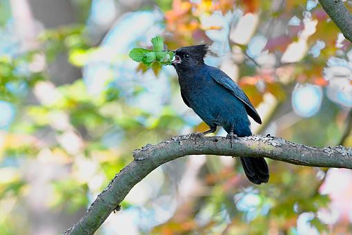 Steller Jay-stellar-jay-8605-review.jpg