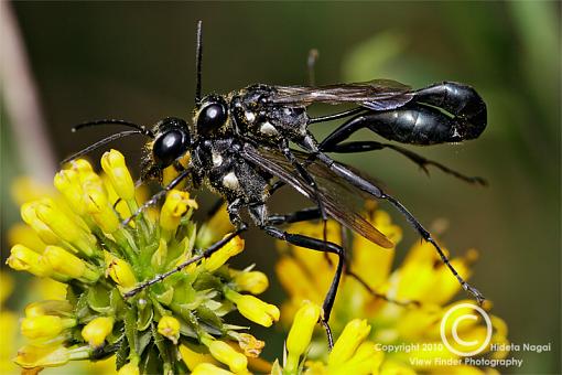 Labor Day Weekend Macros-labor-day-pix-wasps.jpg