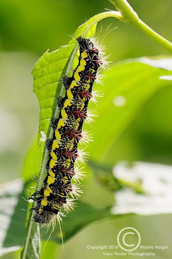 Labor Day Weekend Macros-labor-day-pix-caterpillar.jpg