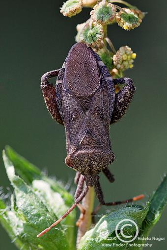 Labor Day Weekend Macros-labor-day-pix-shield-bug.jpg