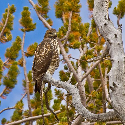 SUMMER 2010 Bird ID Thread-20100906_beartoothhawk_031-sm.jpg