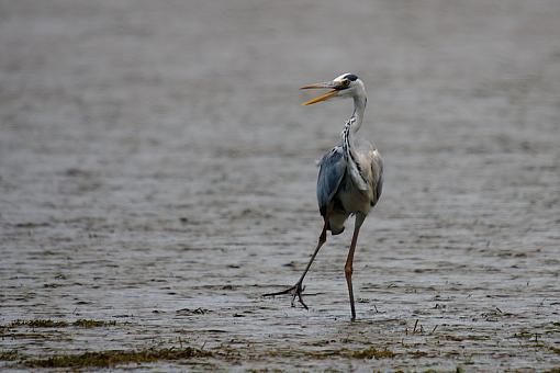 Grey Herons-grey-heron-dsc00387r.jpg