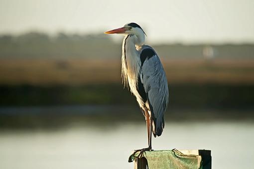 Grey Herons-gry-hrn-vlddrf-_dsc5195r.jpg