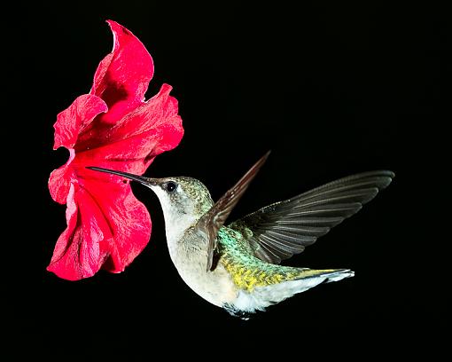 Female Hummingbird-ruby-thoat-8102010-iii-1-1-.jpg