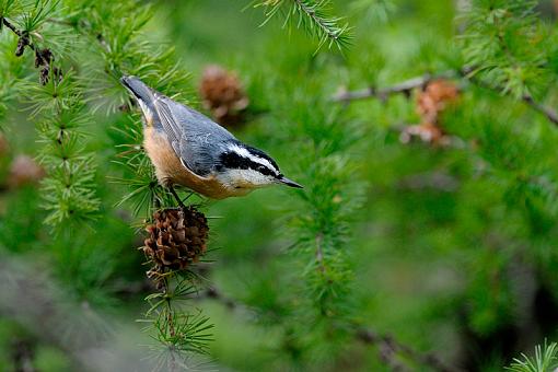 Red-breasted Nuthatch-red-breasted-nuthatch_8681-rev.jpg