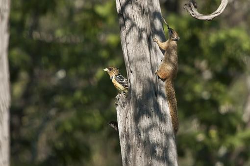 Kruger Park Hi-rise-crstd-brbt-krgr-10-_dsc0570r.jpg