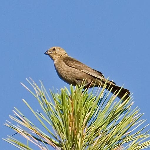 SUMMER 2010 Bird ID Thread-20100627_unknownbirds_002.jpg