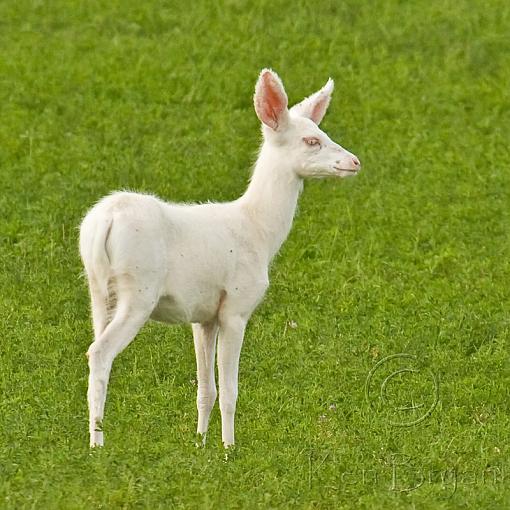 Albino Mule Deer-_mg_5340-ssm.jpg