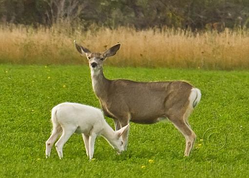 Albino Mule Deer-_mg_5353-ssm.jpg