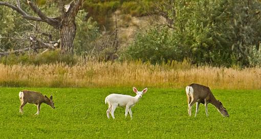 Albino Mule Deer-_mg_5361-ssm.jpg