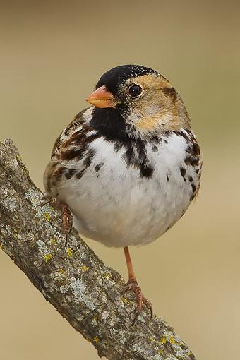 More birds-harris-sparrow1.jpg
