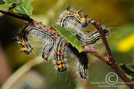 Eat me!-caterpillar-1.jpg